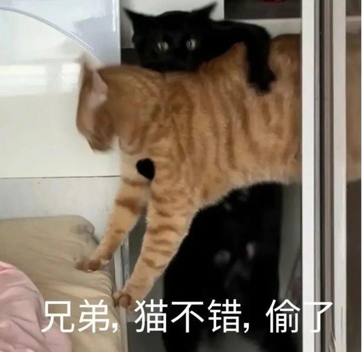 虎虎